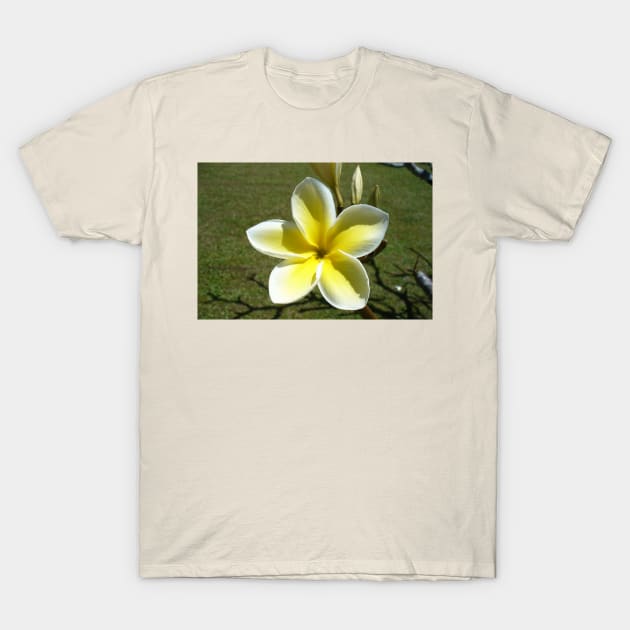 Beautiful Frangipani Flower T-Shirt by KaSaPo